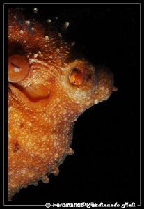 Octopus macropus by Ferdinando Meli 